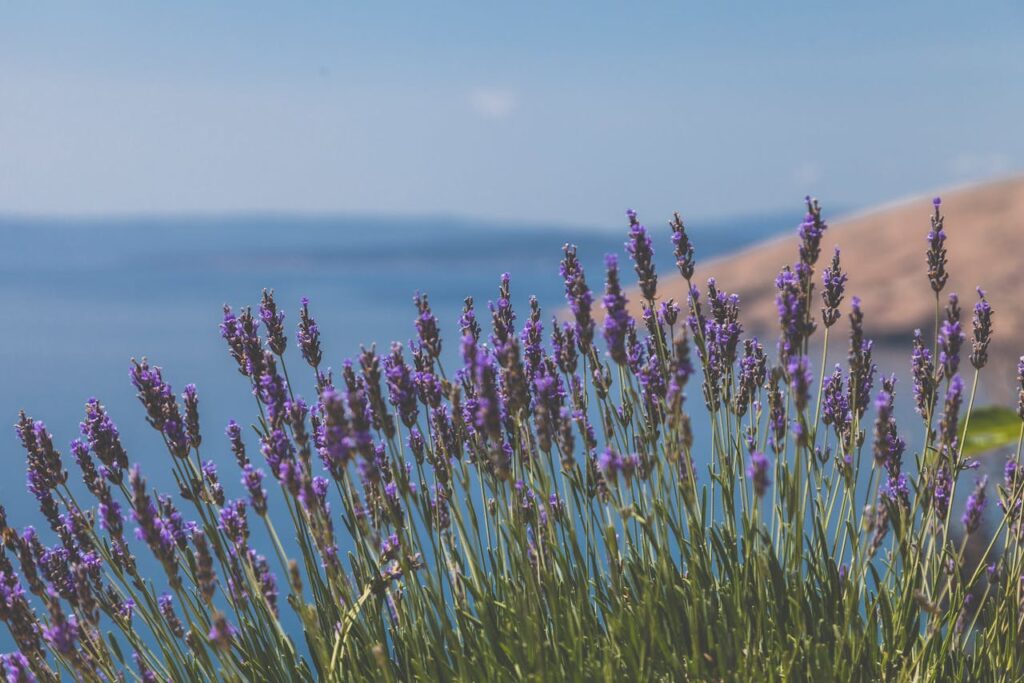 lavendel kopen lavendel kopen