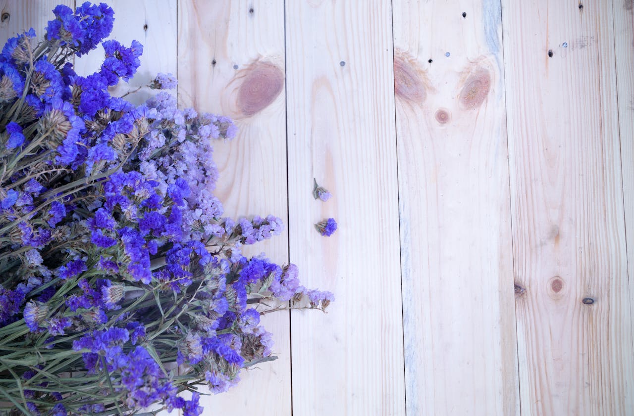 lavendel kopen