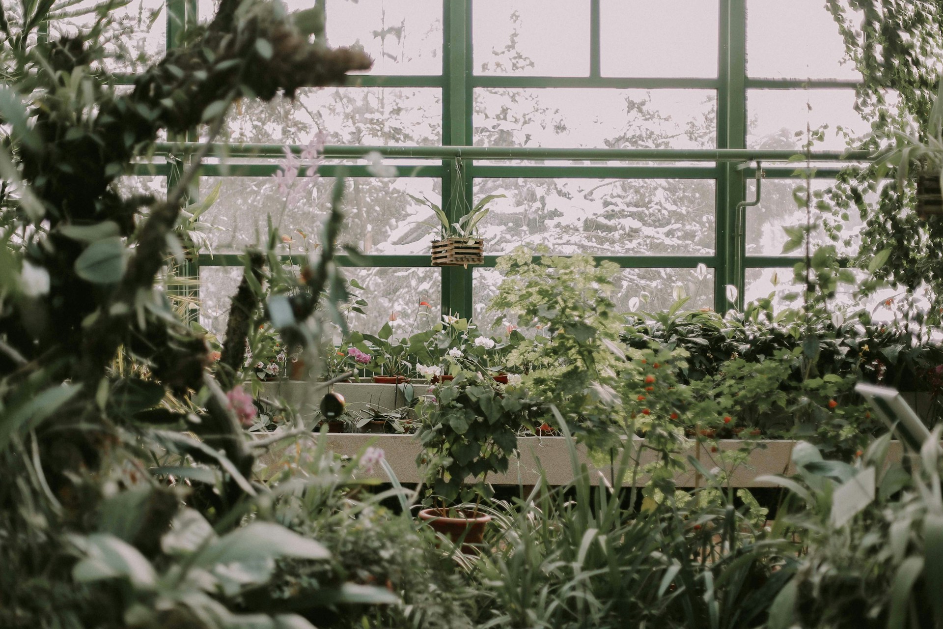 koop moestuinplanten Plantenbloemenshop