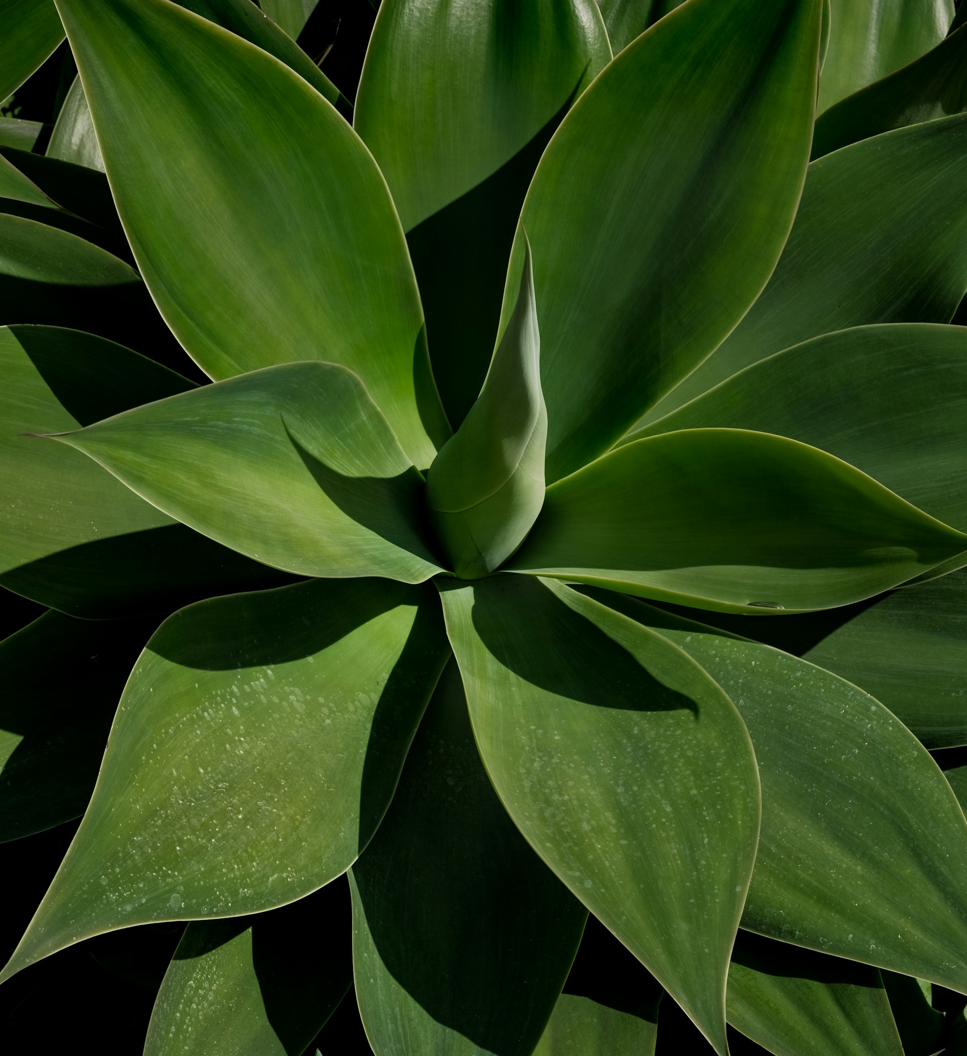 interieurbeplanting kantoor